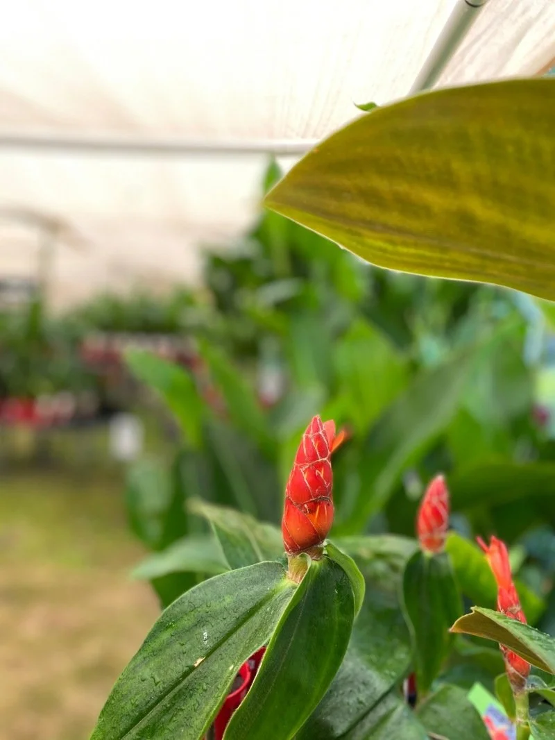 Ginger, Flower and Food Weekend in Yandina — The Sunshine Valley Gazette