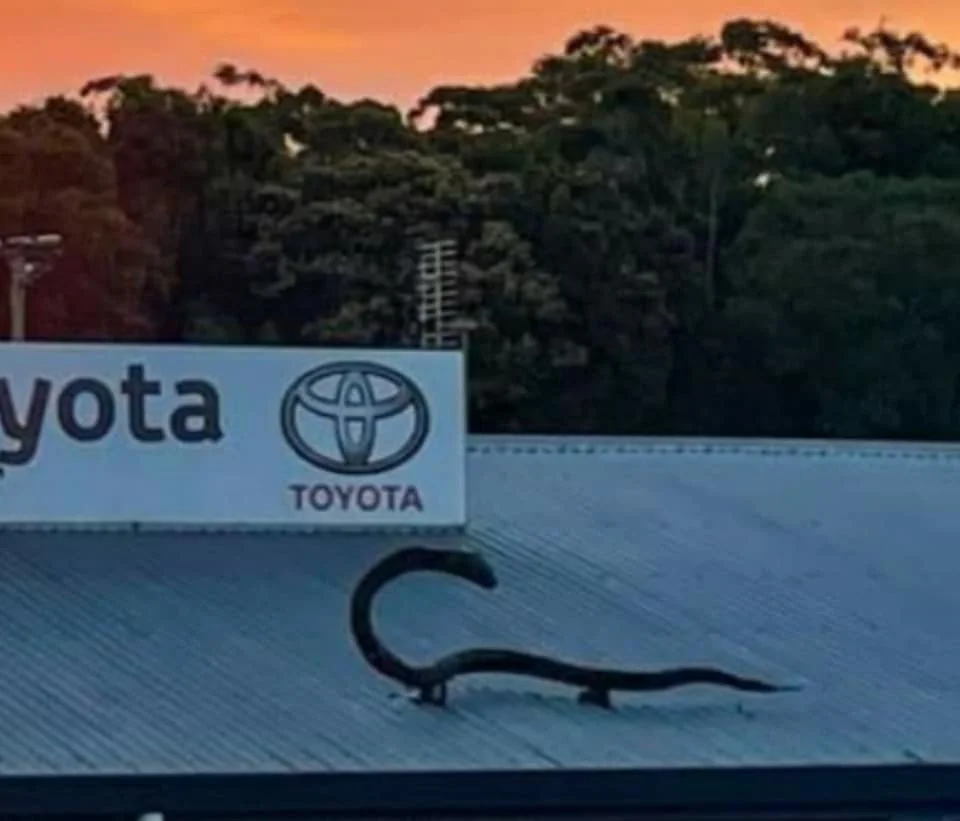 Snake mascot stolen from Woombye soccer club roof but then returned