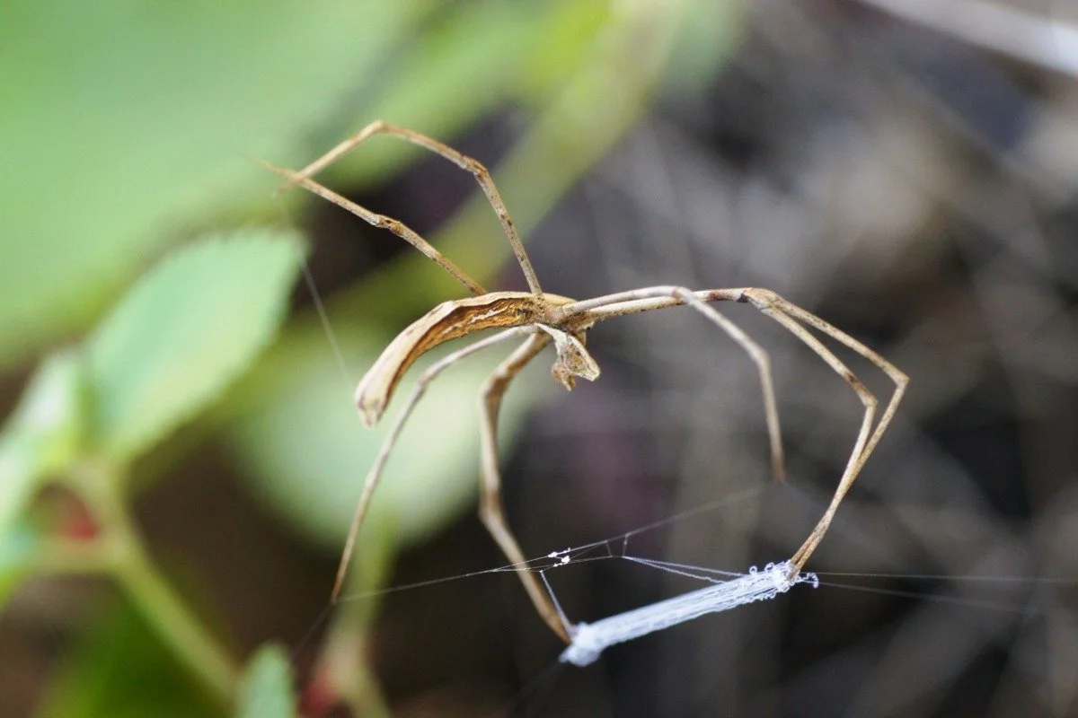 This local spider captures passing prey by casting a net