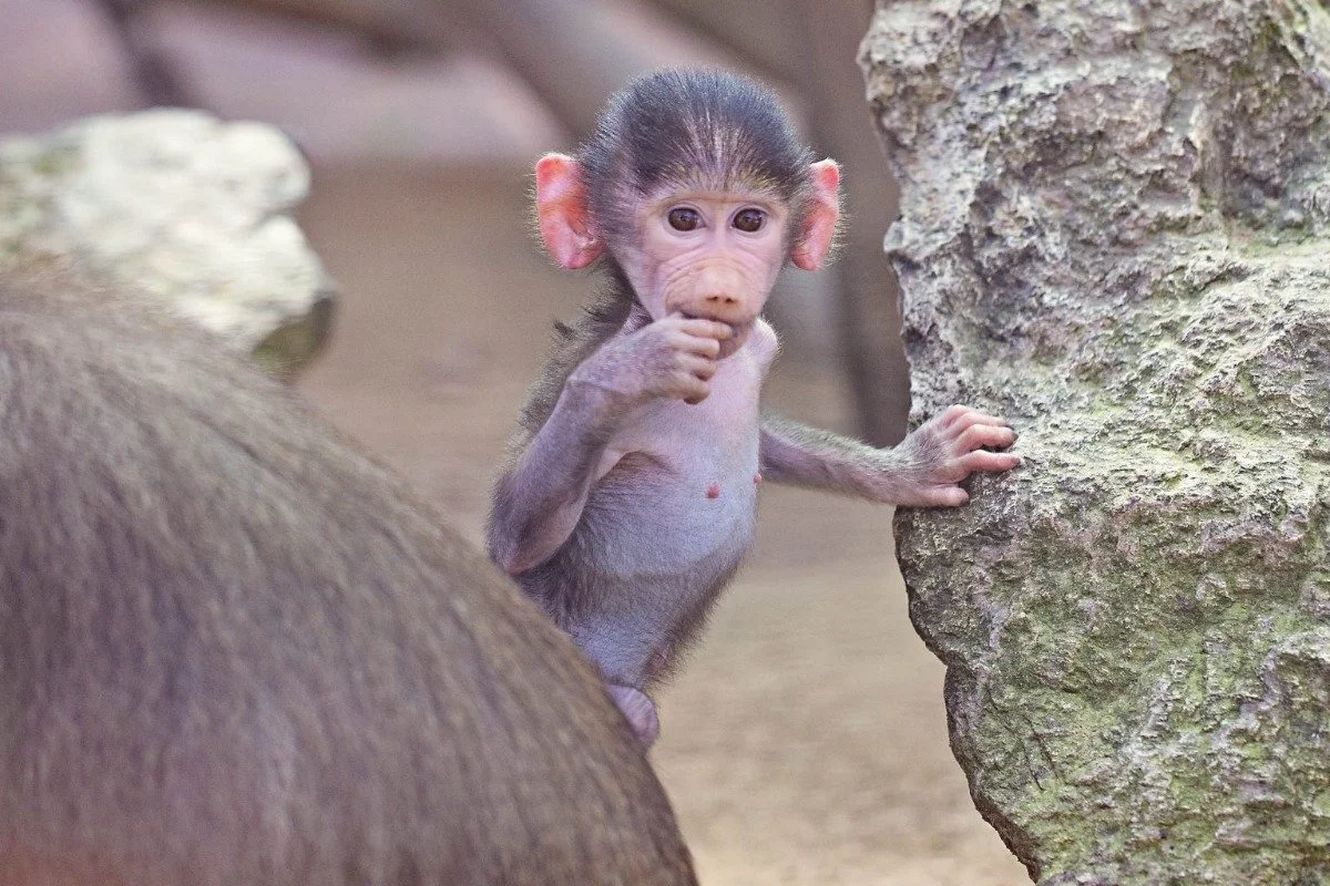 Nature Watch: Welcome to a little baby baboon.