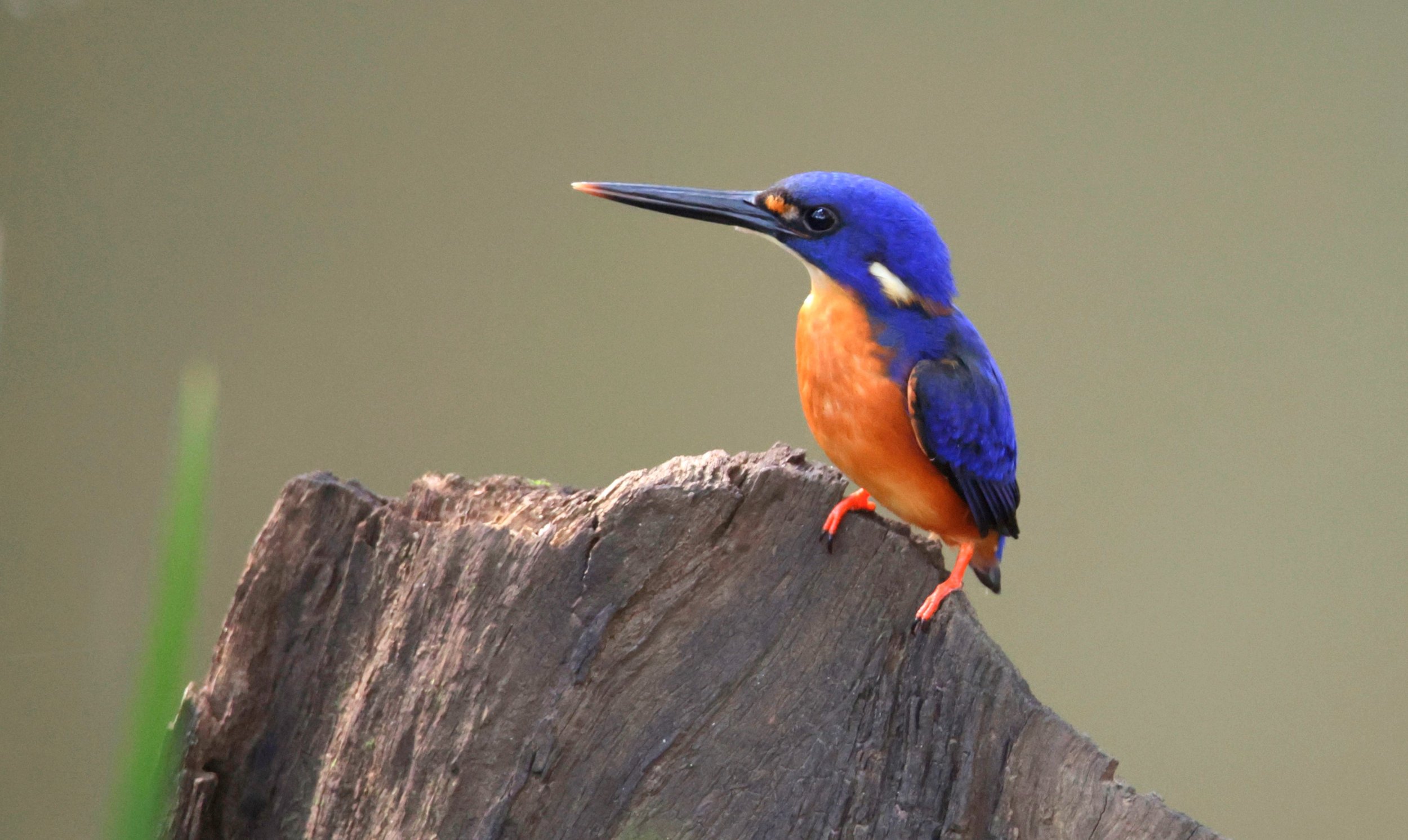 Nature Watch: Azure Kingfisher