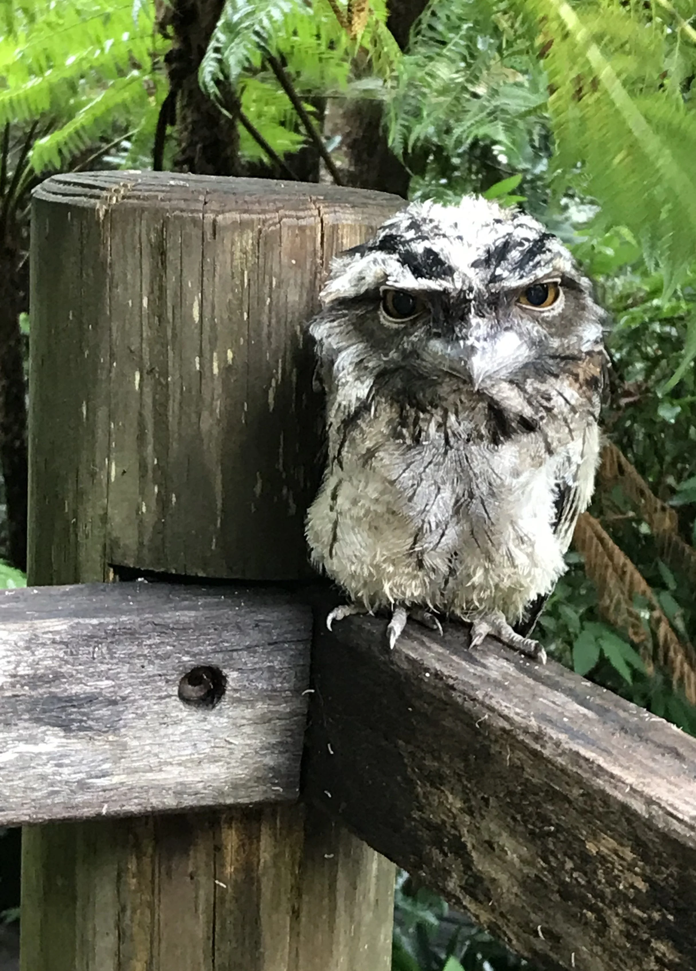 Nature Watch: Tawny Frogmouth enjoys staying at The Falls Montville
