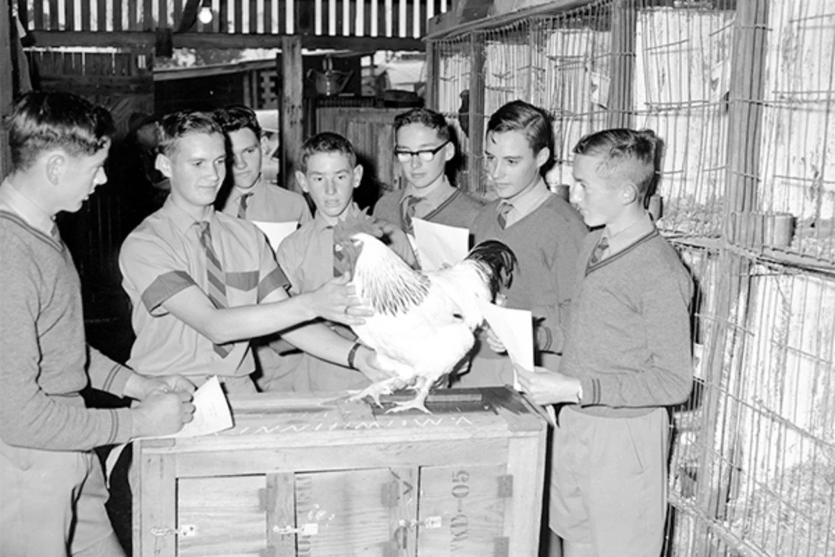 Agricultural students with a rooster in the poultry section at the annual show, Nambour, 1964.