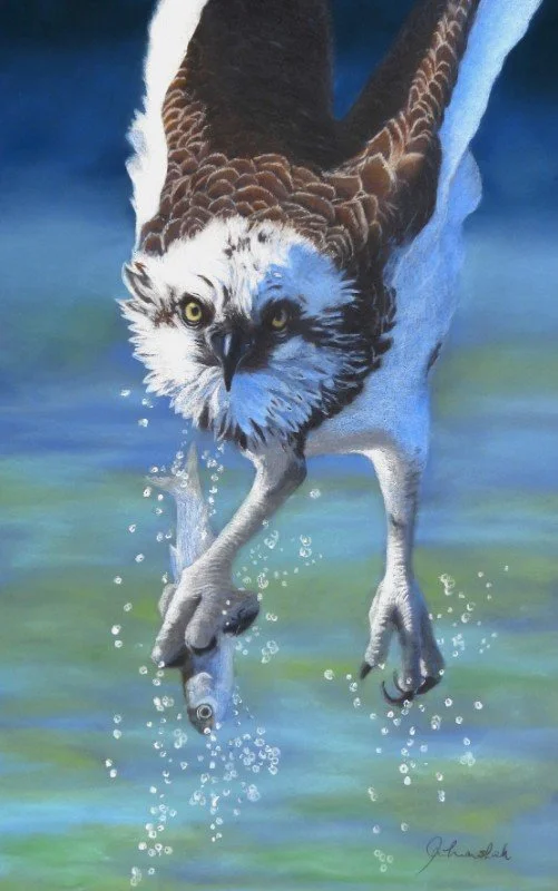 Australian Bird Art on display in Maleny: preview the gallery