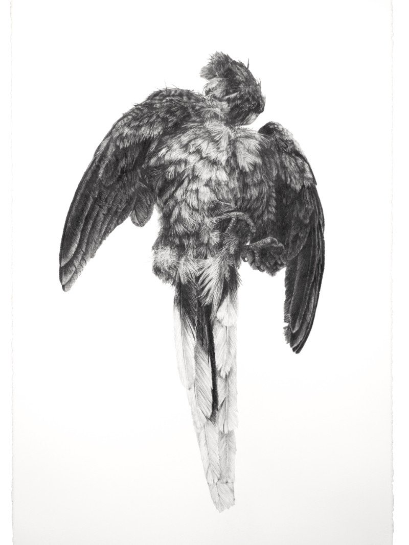 Potter, Ross. Dear Life (deceased Australian ringneck).jpg
