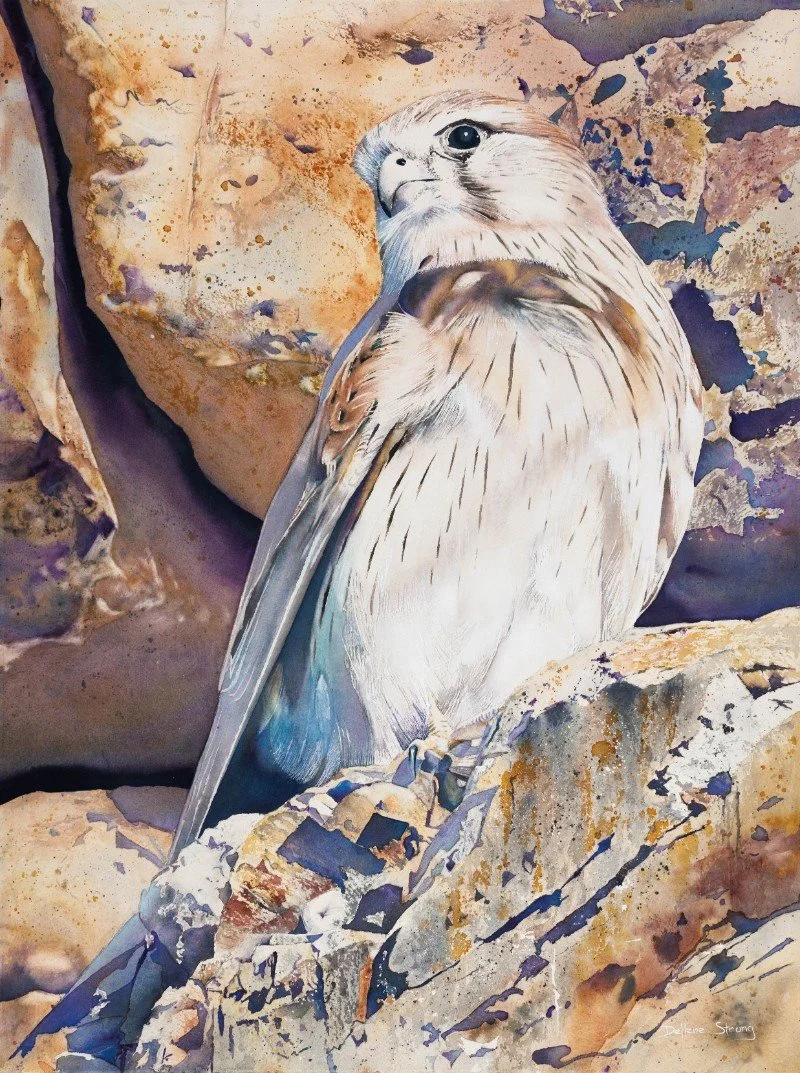 Strong. Dellene. Your Majesty - Australian Nankeen Kestrel.jpg