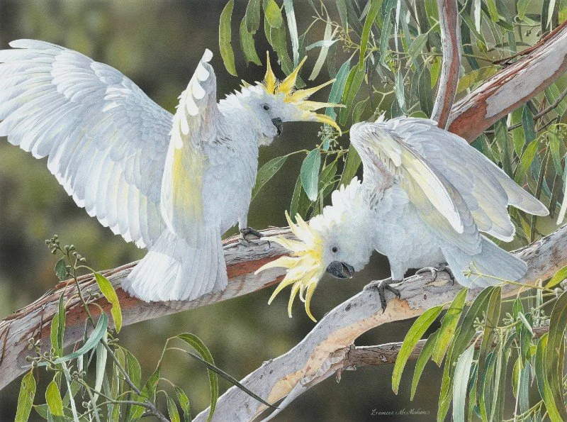 McMahon, Frances .Showing Off (Sulphur-crested cockatoos) -rev.jpg