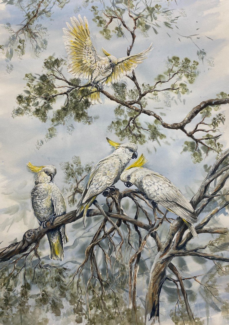 Gall, Heather. Cockatoo Cacophony.jpg