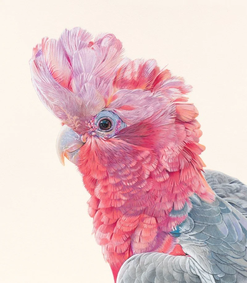 Edmonds, Sally. An Ordinary Bird.jpg