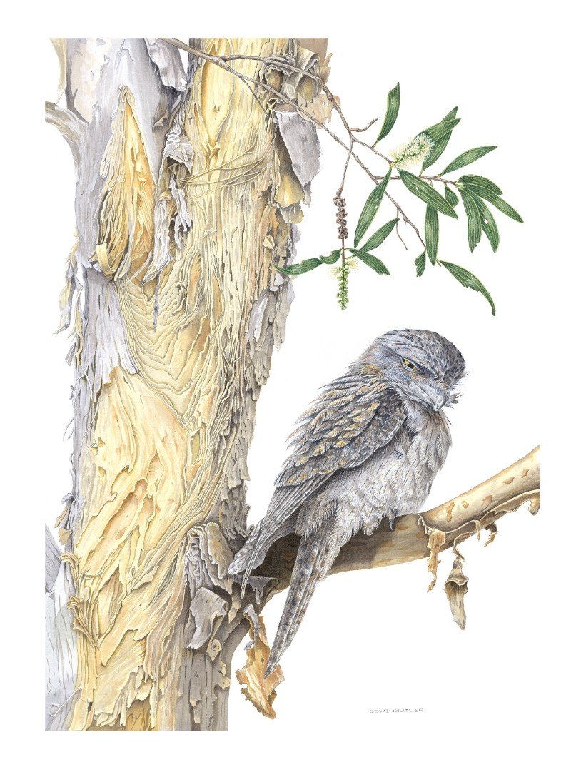 Australian Bird Art on display in Maleny preview the gallery — The