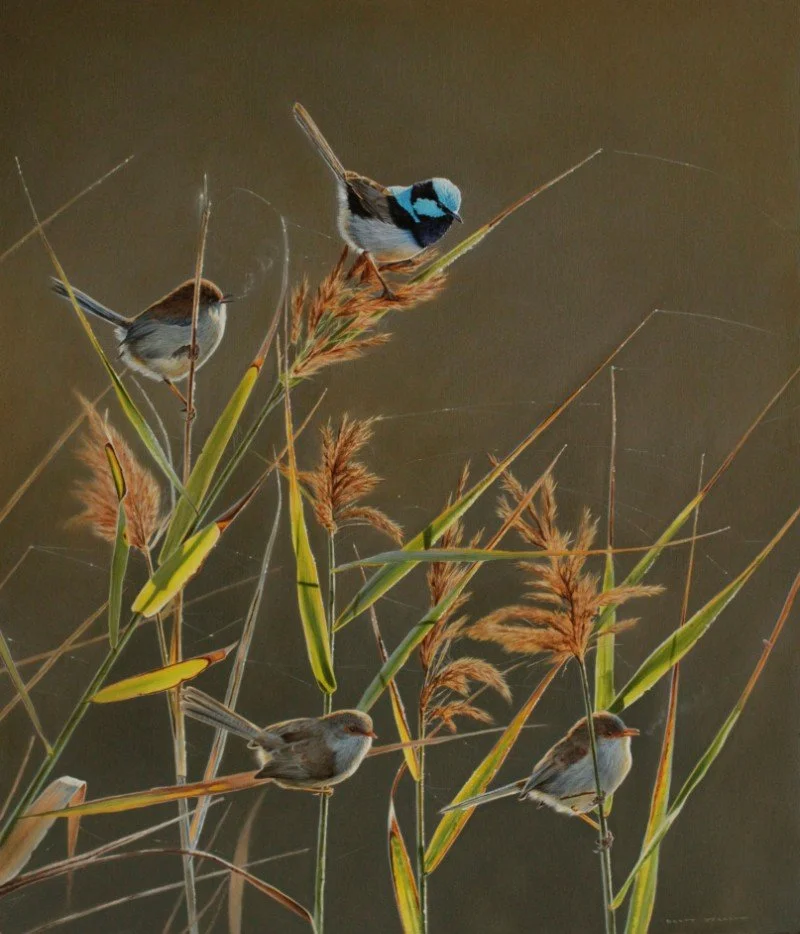 Jarrett, Brett. Riverside Winter - Superb Fairy wrens.jpg
