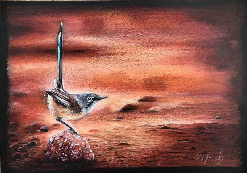 Kennedy. Lisa. Stand by for Take Off - Purple-backed fairywren.jpg