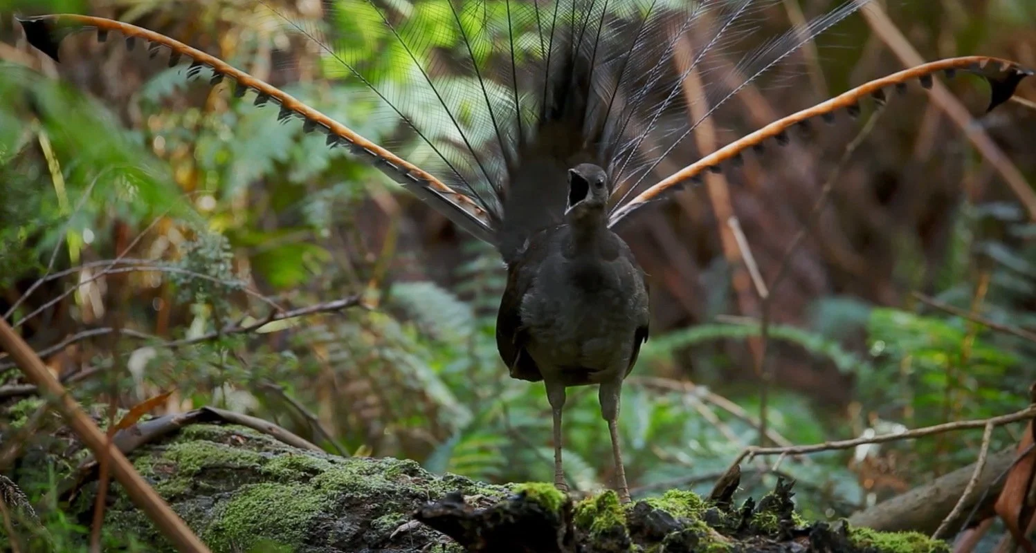 Maleny film screening explores songs of lyrebird&nbsp;