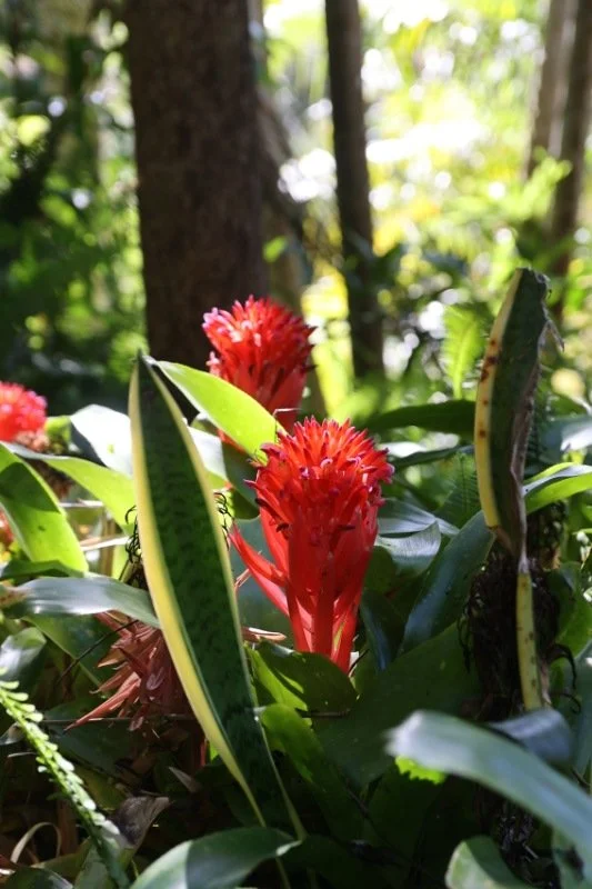 camellia house00004.jpg