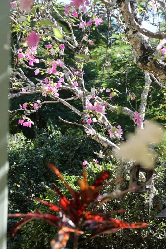 camellia house00007.jpg