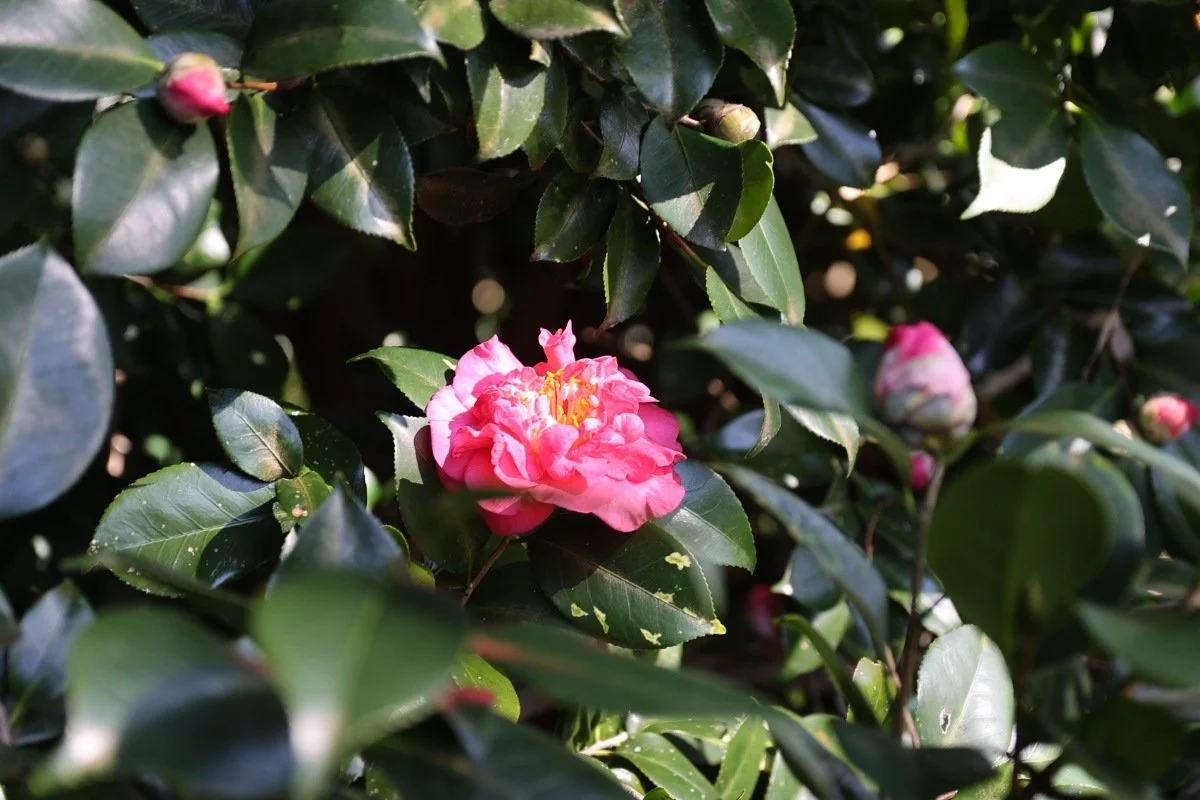 camellia house00008.jpg