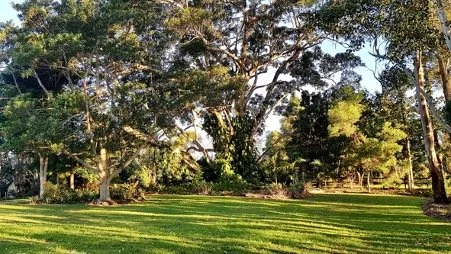 col this old house fig tree.jpg