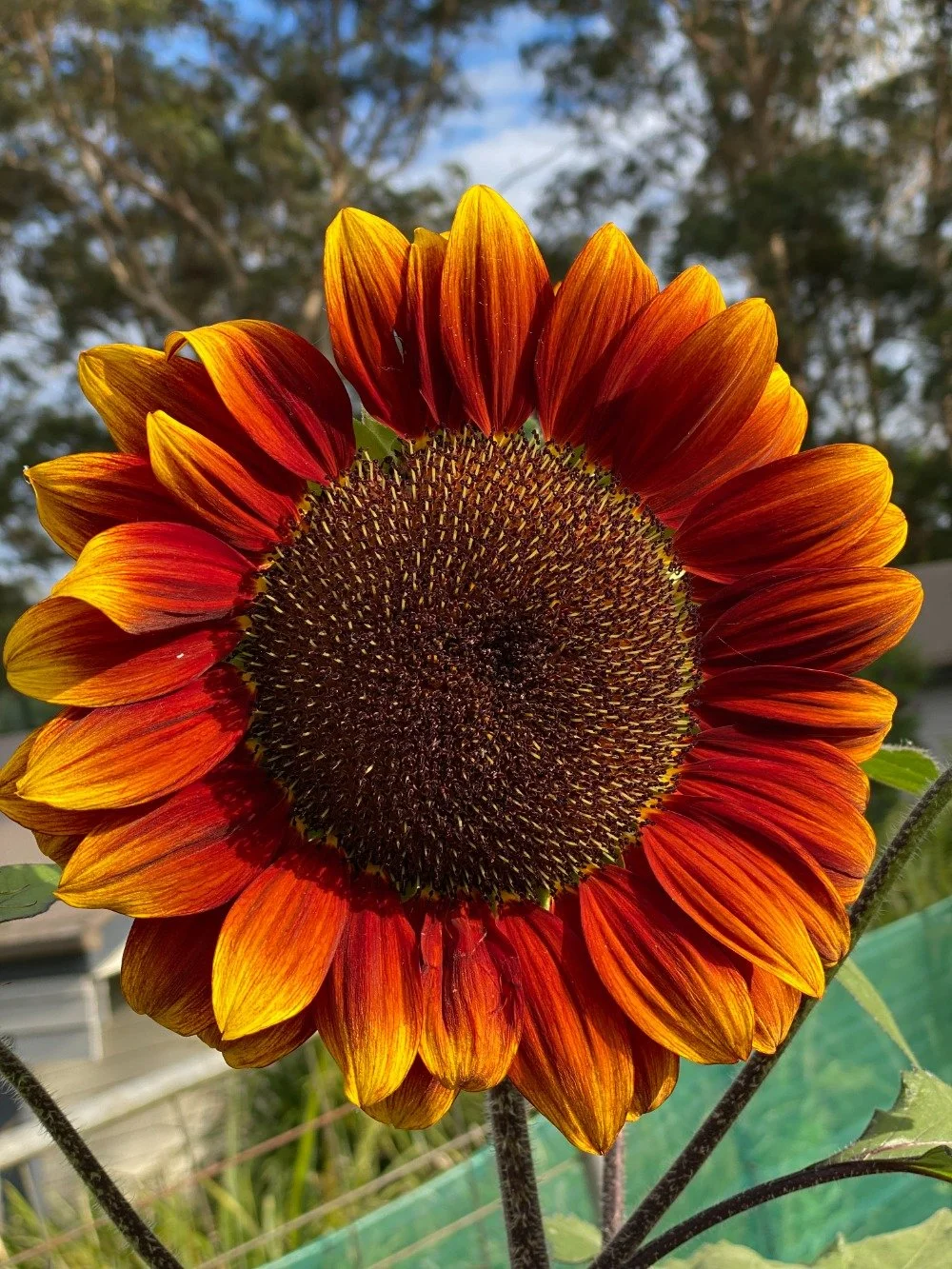 homesteading flowers4662.jpg