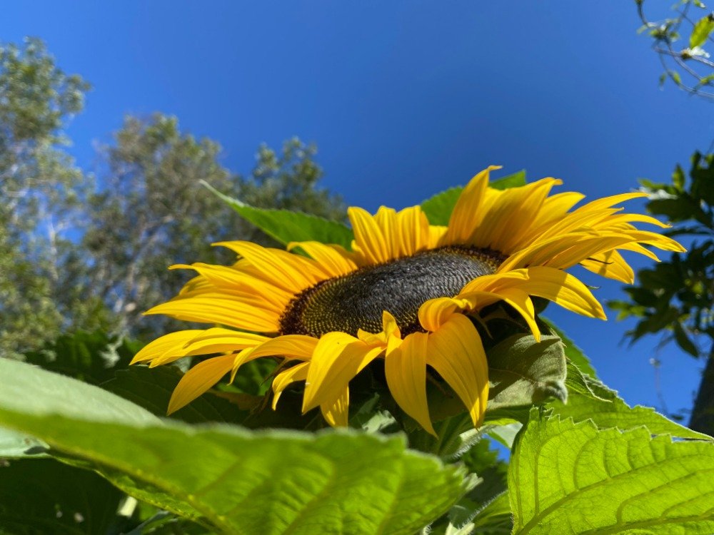 homesteading flowers9784.jpg