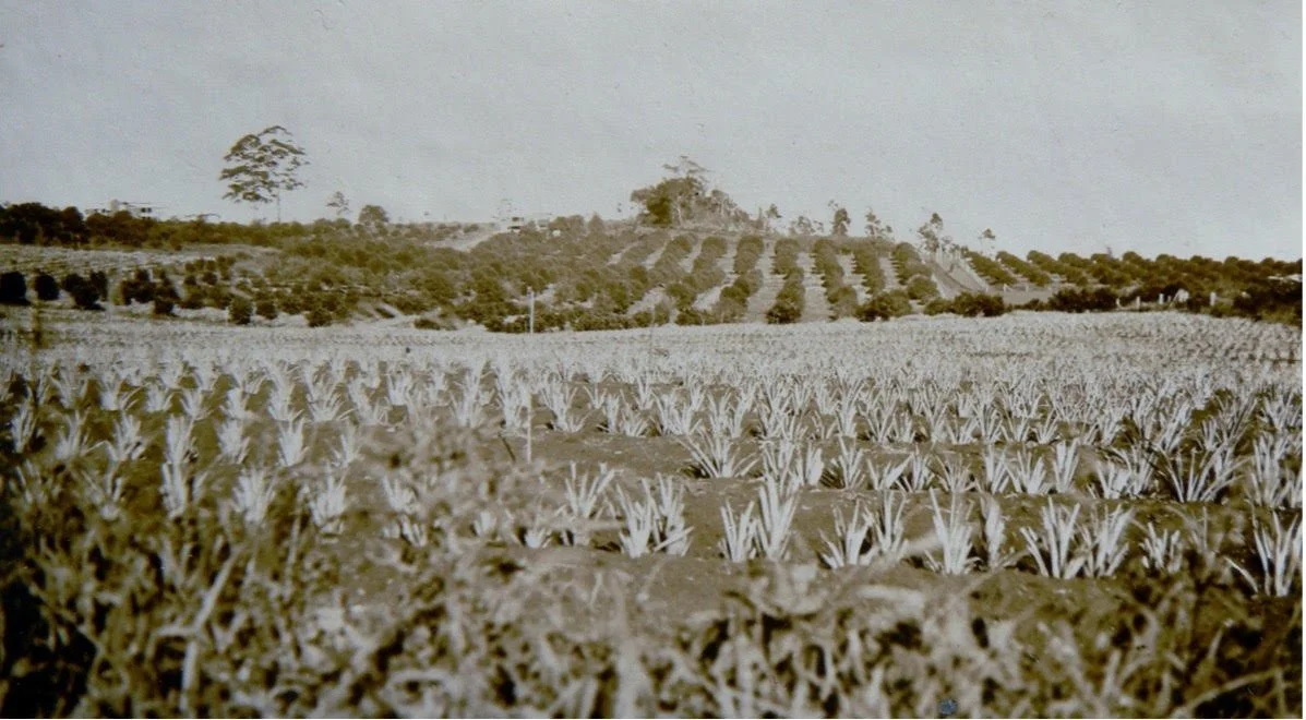 aird-farm-montville.jpg