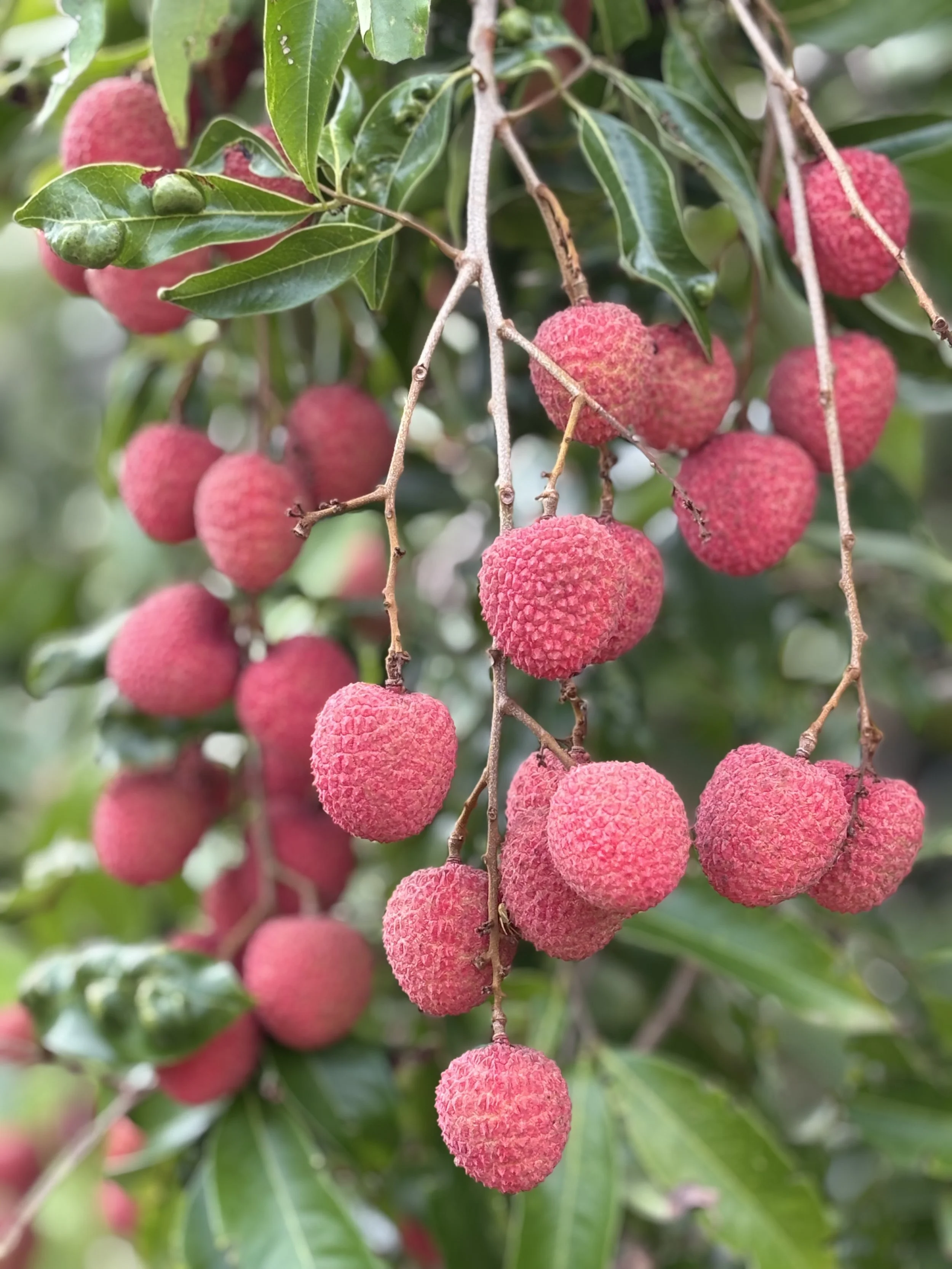 Gamble Family Lychees fruit.jpeg