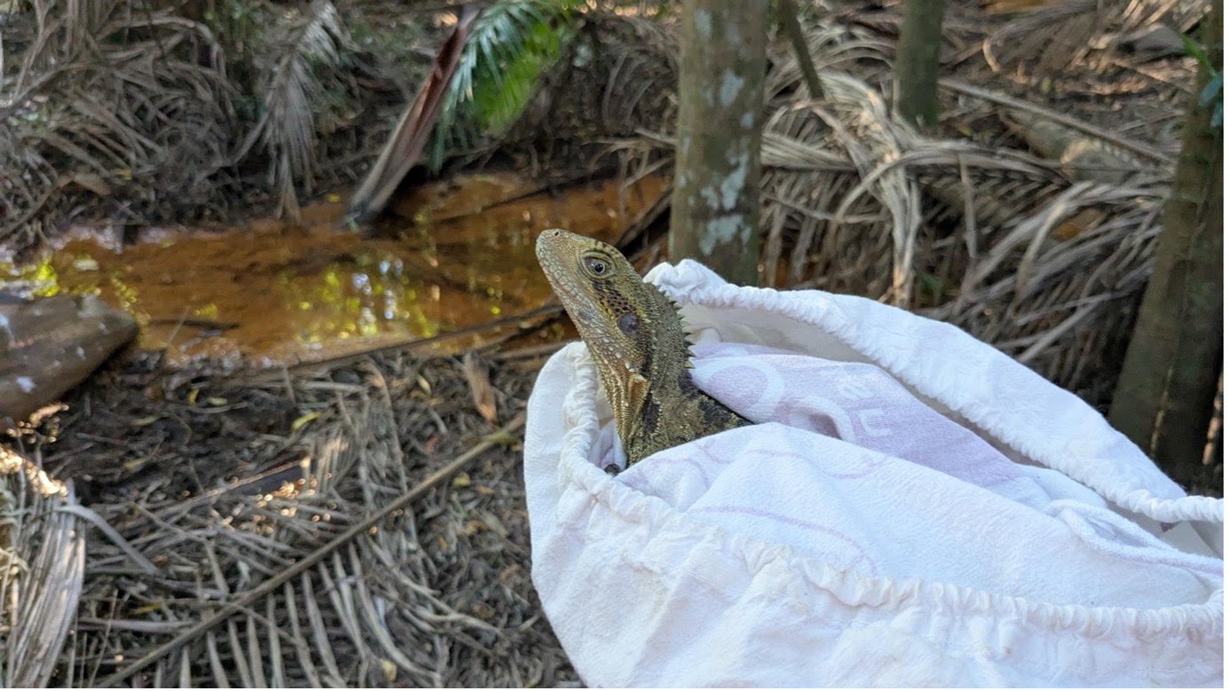 Delicate rescue frees dragon from mesh fence