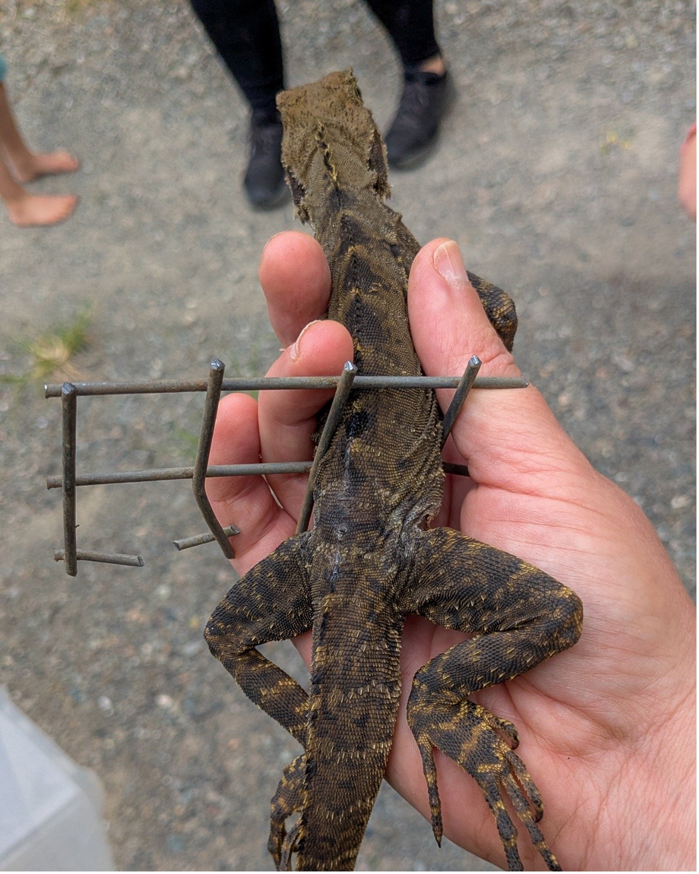 Lucky lizard: Delicate rescue frees dragon from mesh fence fix