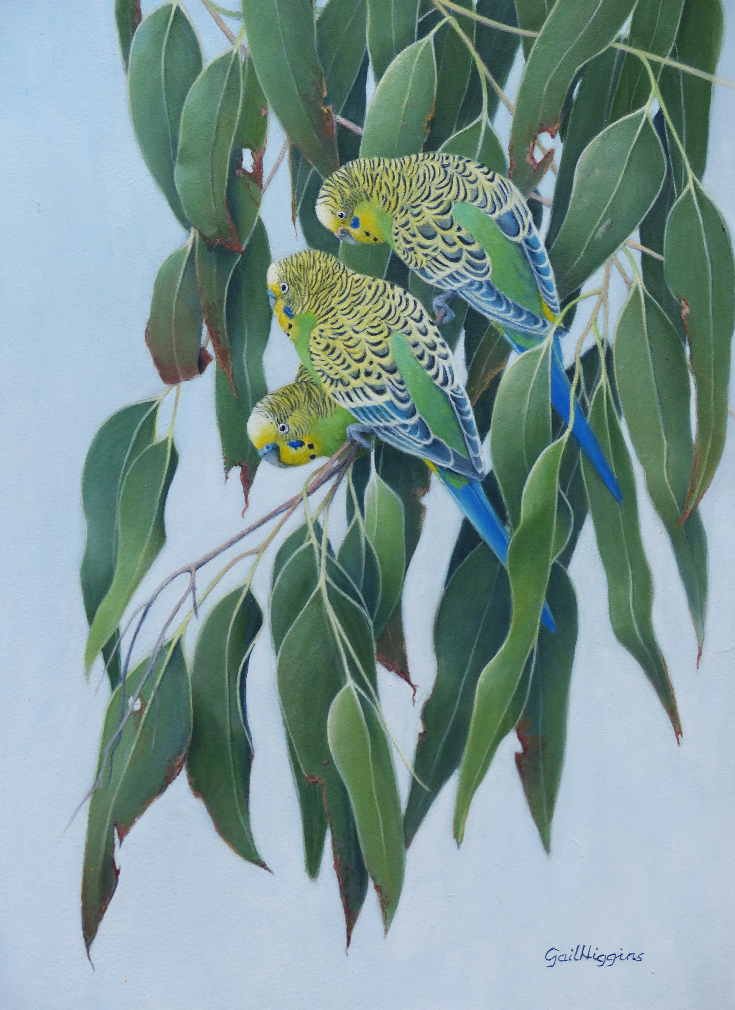 Lifelike bird art takes flight: Holmes Prize returns to Sunshine Coast ...