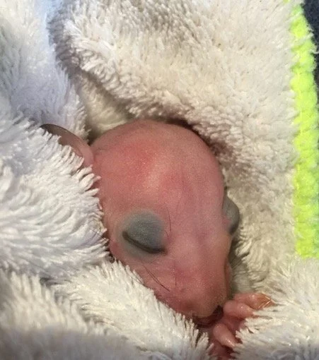 Hit an animal in your car? Stop. Call. Stay if possible. It can make all the difference