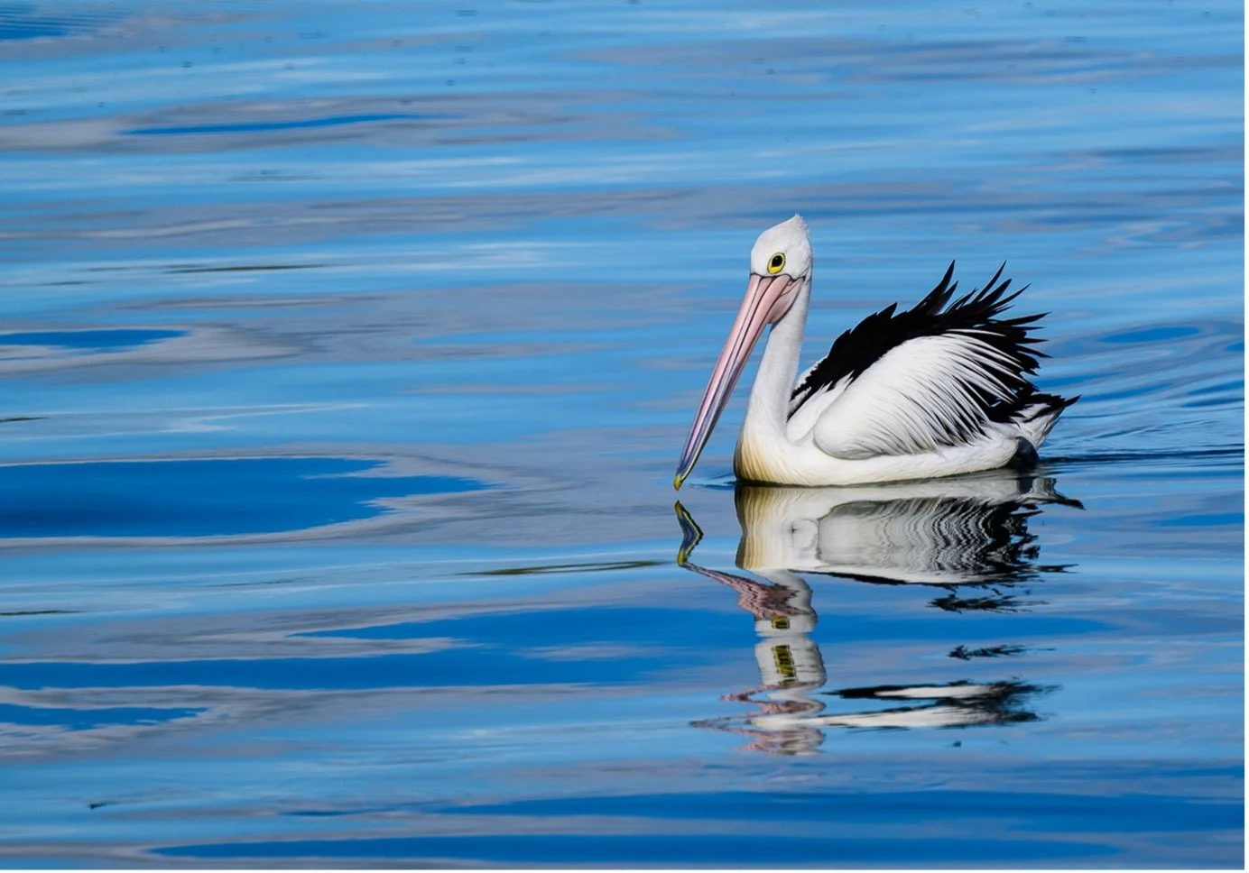 Bird Flu alert: What Sunshine Coast residents need to know