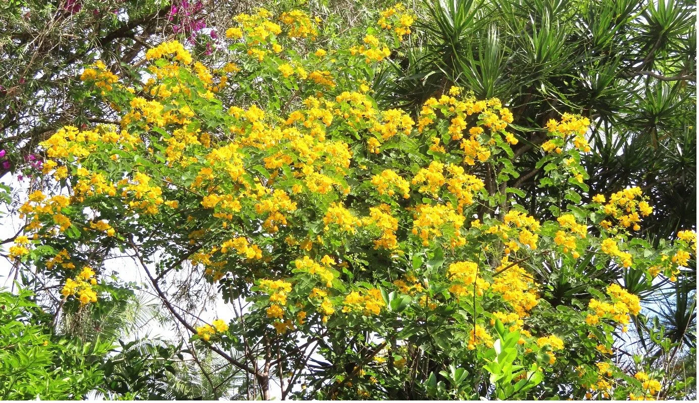Pretty but harmful: Bushcare crews battle weed spread