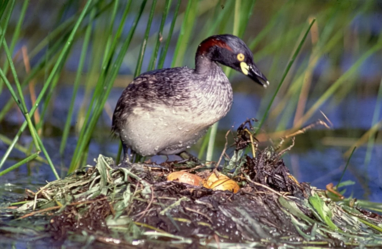 Col Grebe Little grebes: the wary divers of our dams — The Sunshine Valley Gazette