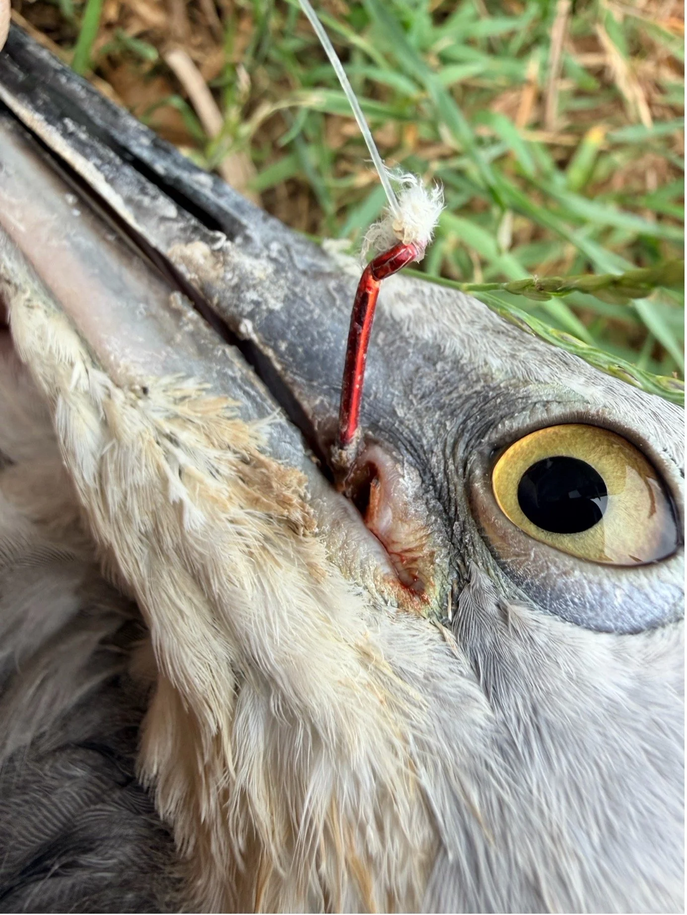 Fishing line and hooks wreak havoc