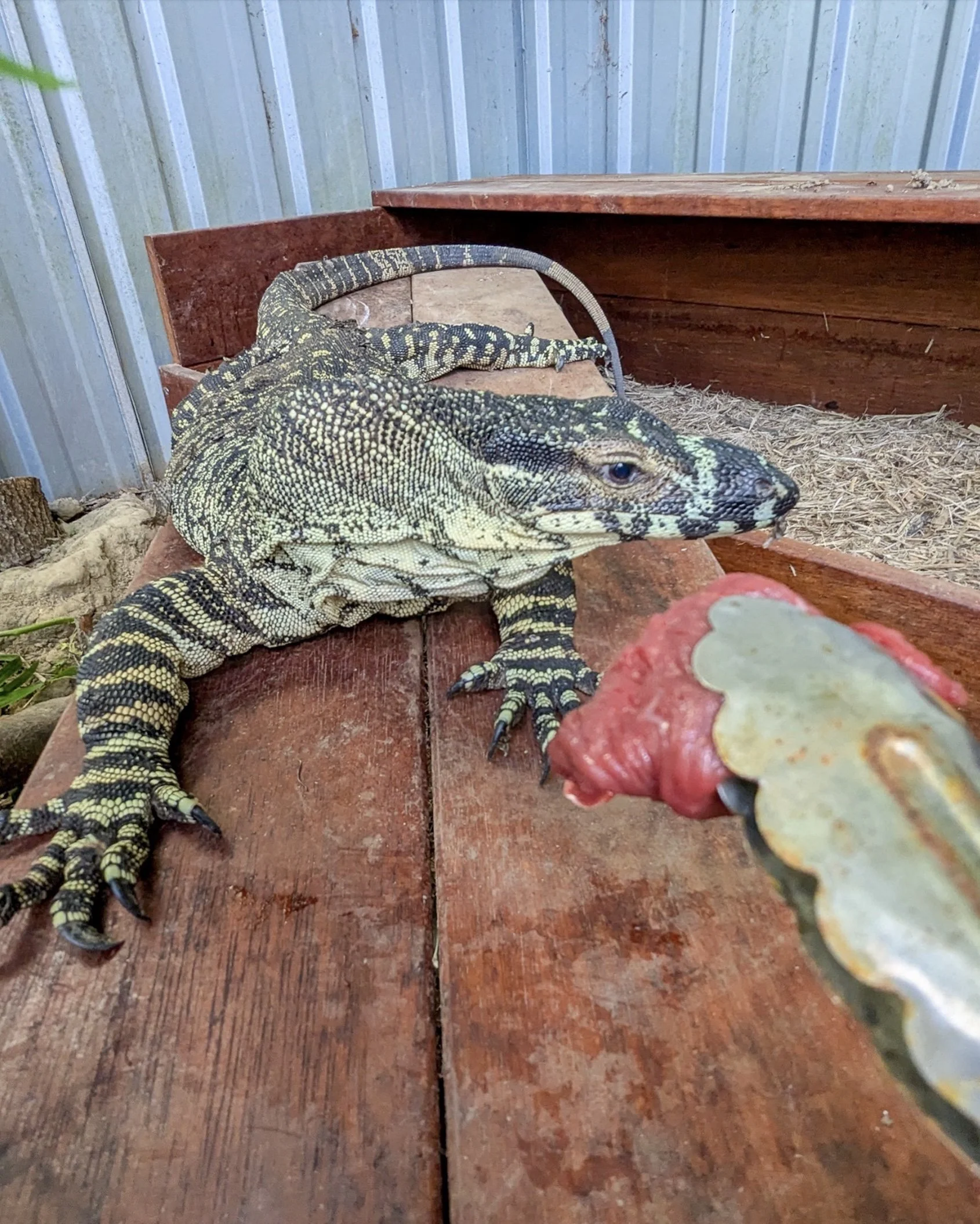 Jerry the Lace Monitor is back from the brink