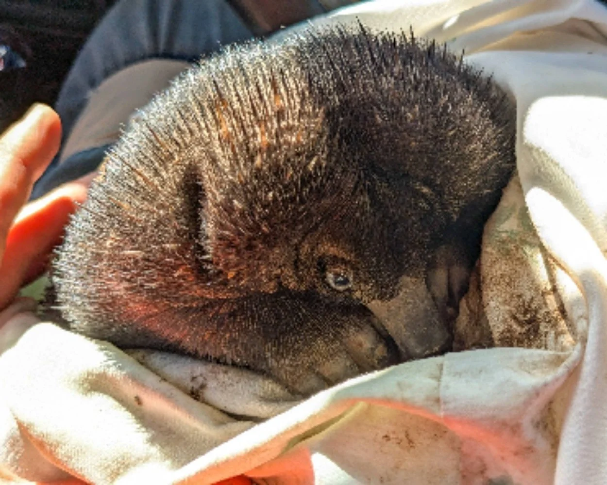 Emerging from burrow can be a risky time for young echidnas
