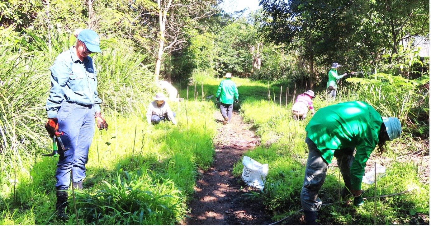 Bushcarers tend native plants to create protective overstorey
