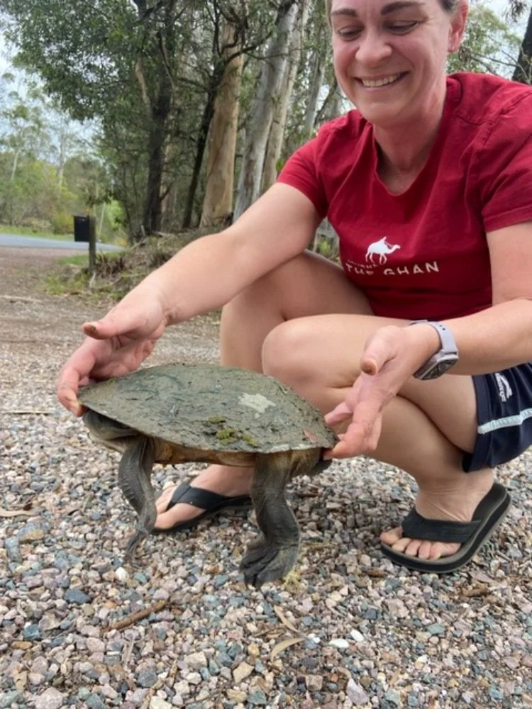 Freshwater turtles: How to rescue and assess for injury