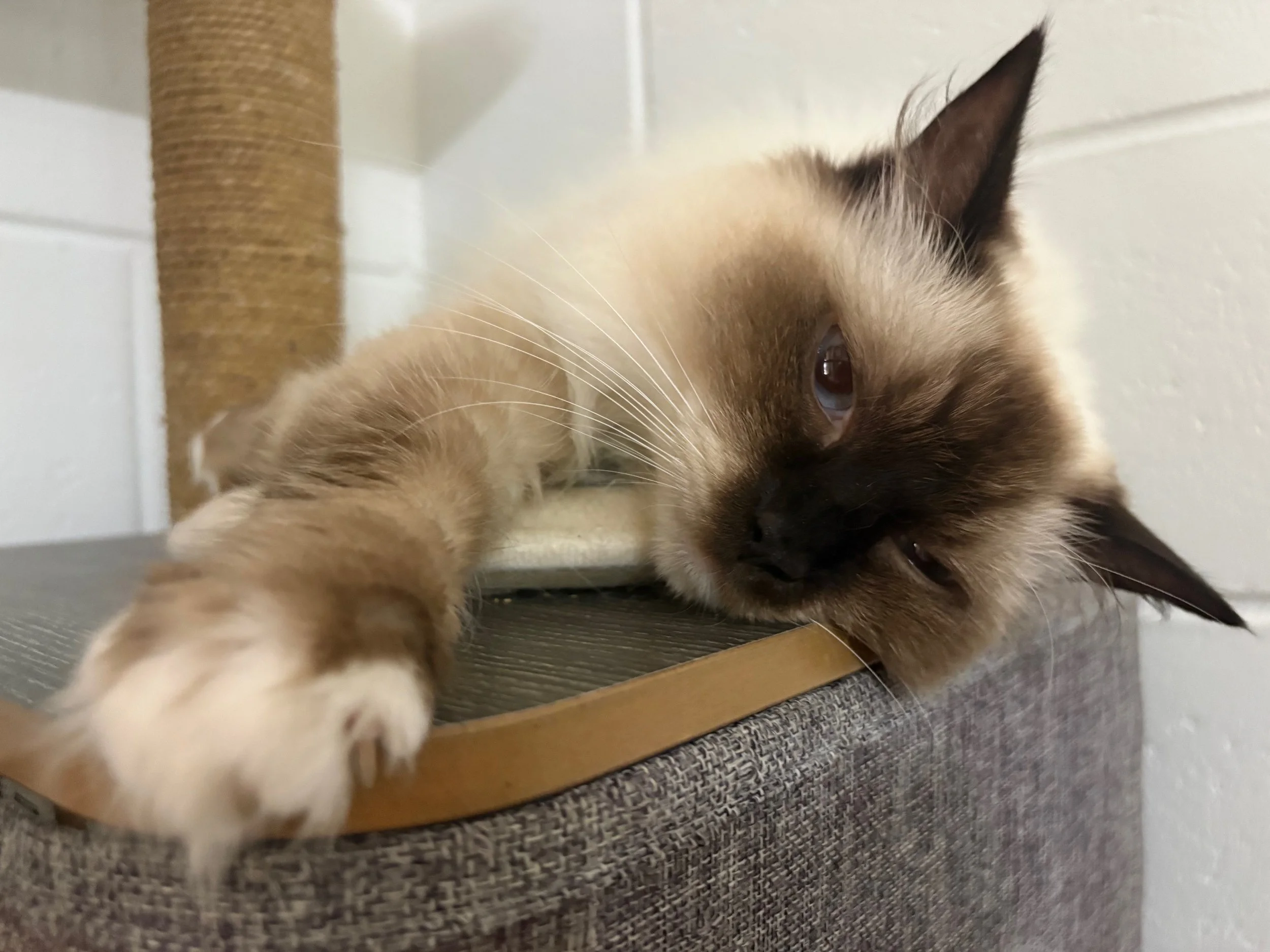 Rosie is still waiting for her second chance