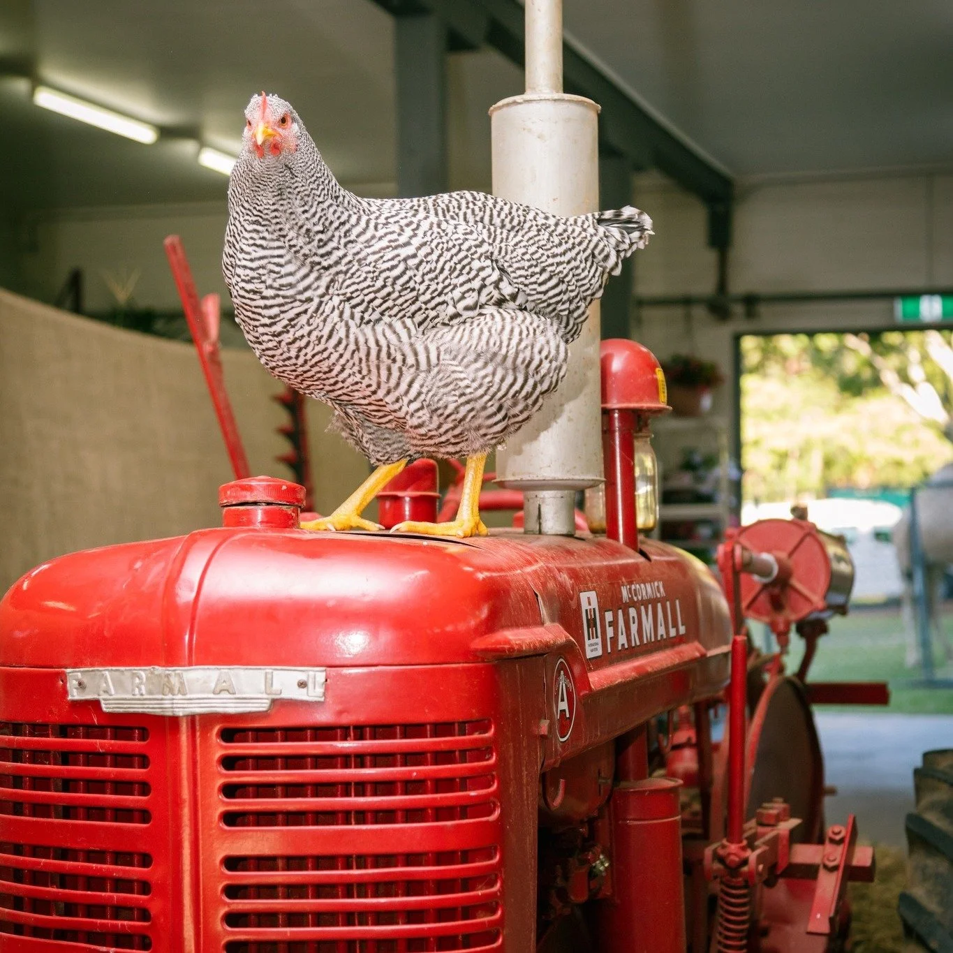 Countdown is on for the Sunshine Coast’s 120th agricultural show