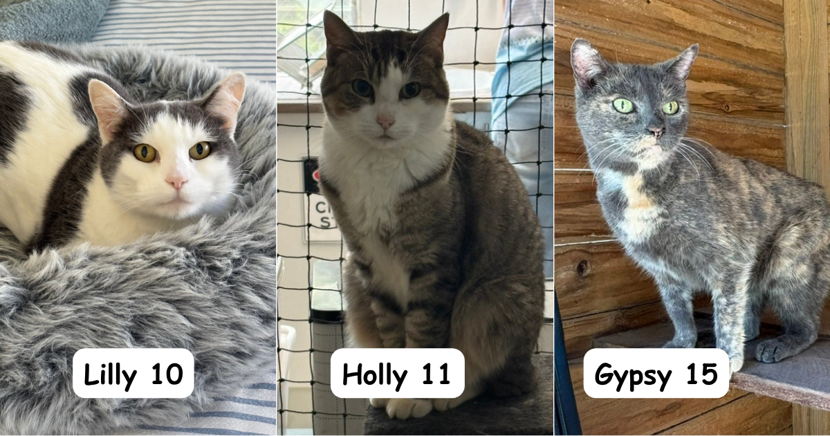 Senior cats deserve a new life and a new home