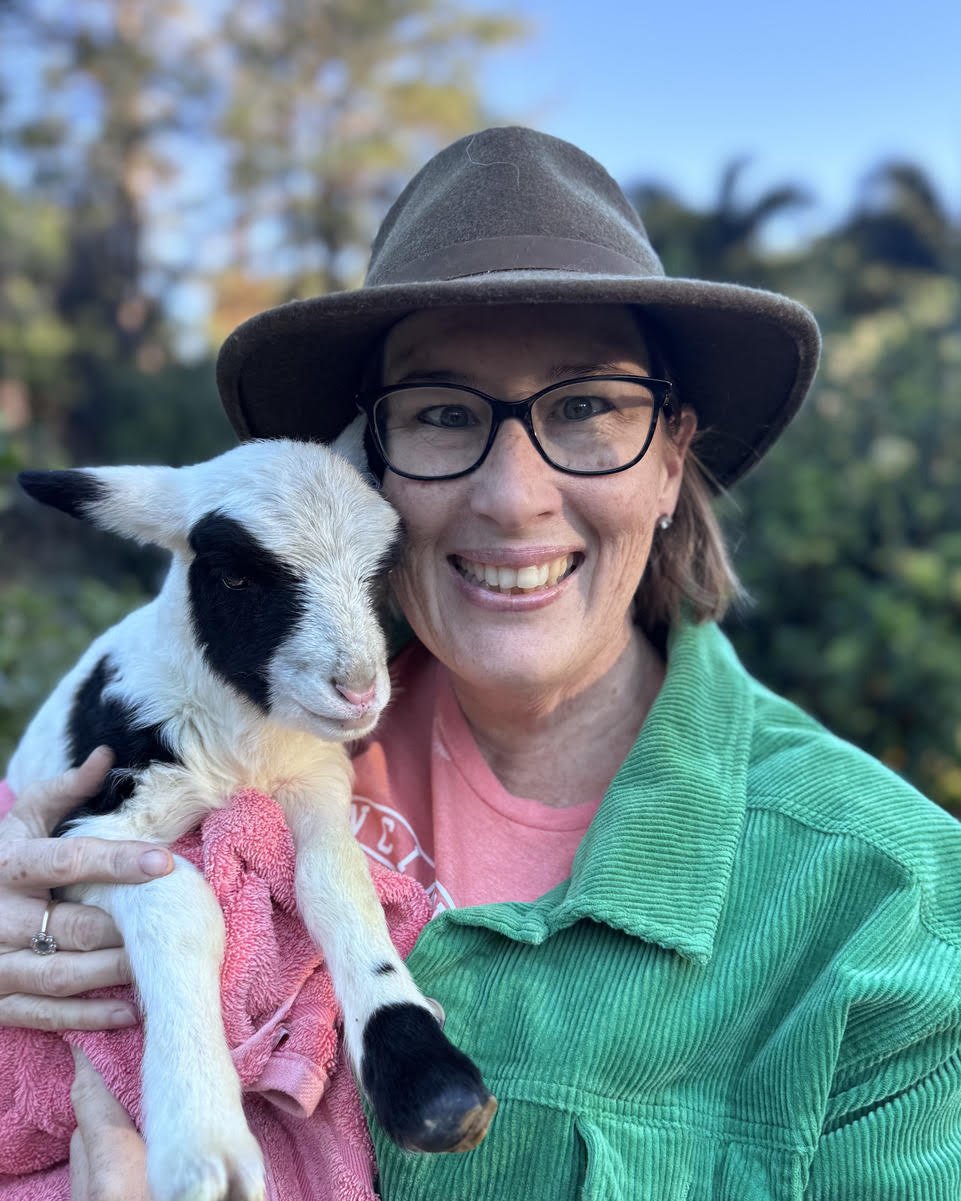 Meet Tipsy the lamb - she's already on the bottle, but thankfully it's only milk&nbsp; &nbsp;