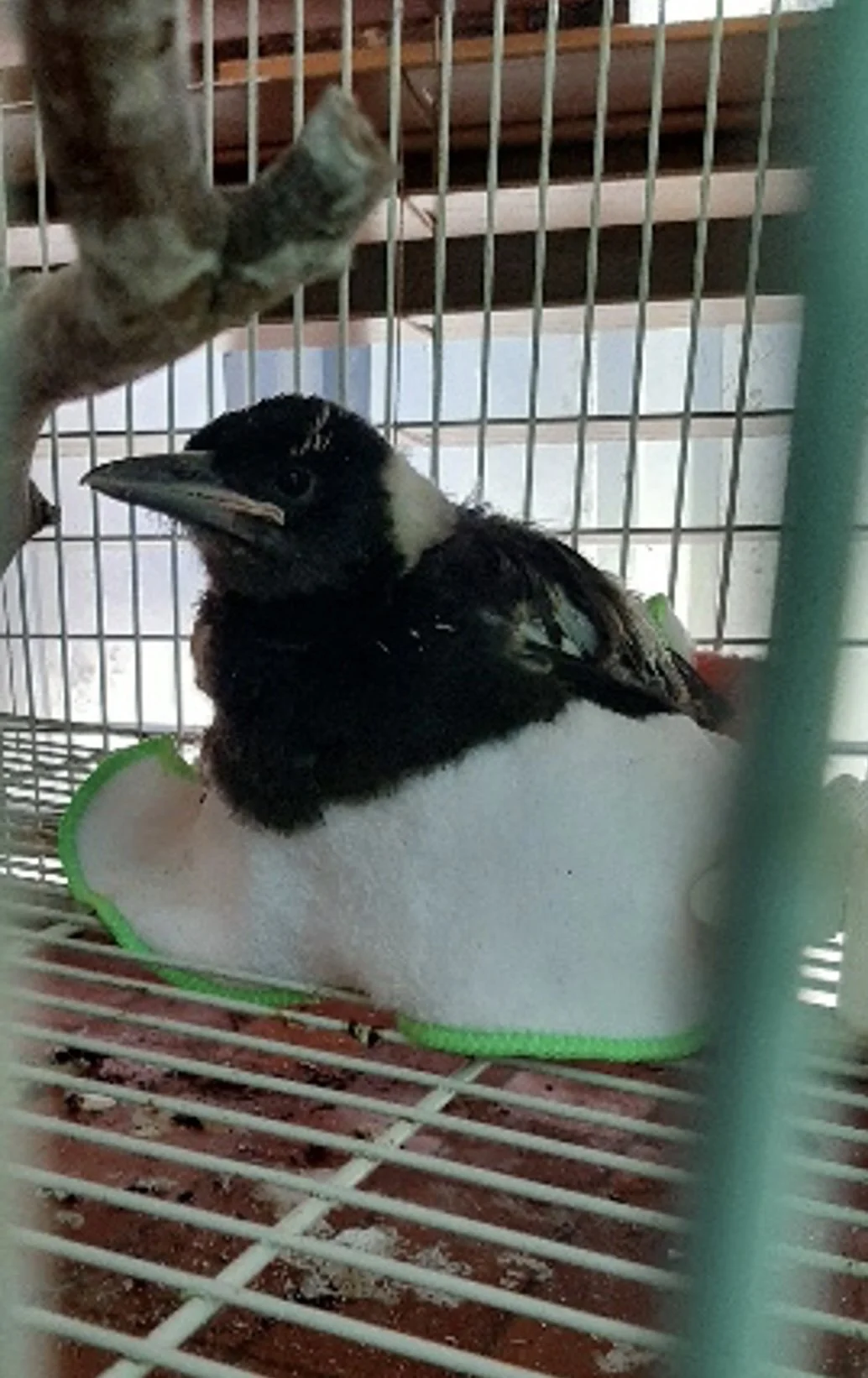 Jolene’s story carries a warning for bird lovers