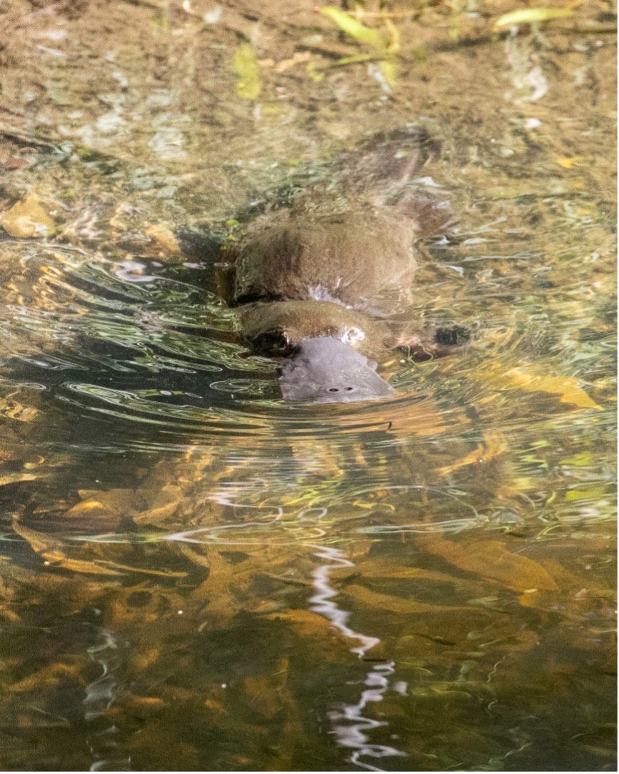 Celebrating Platypus Awareness Month