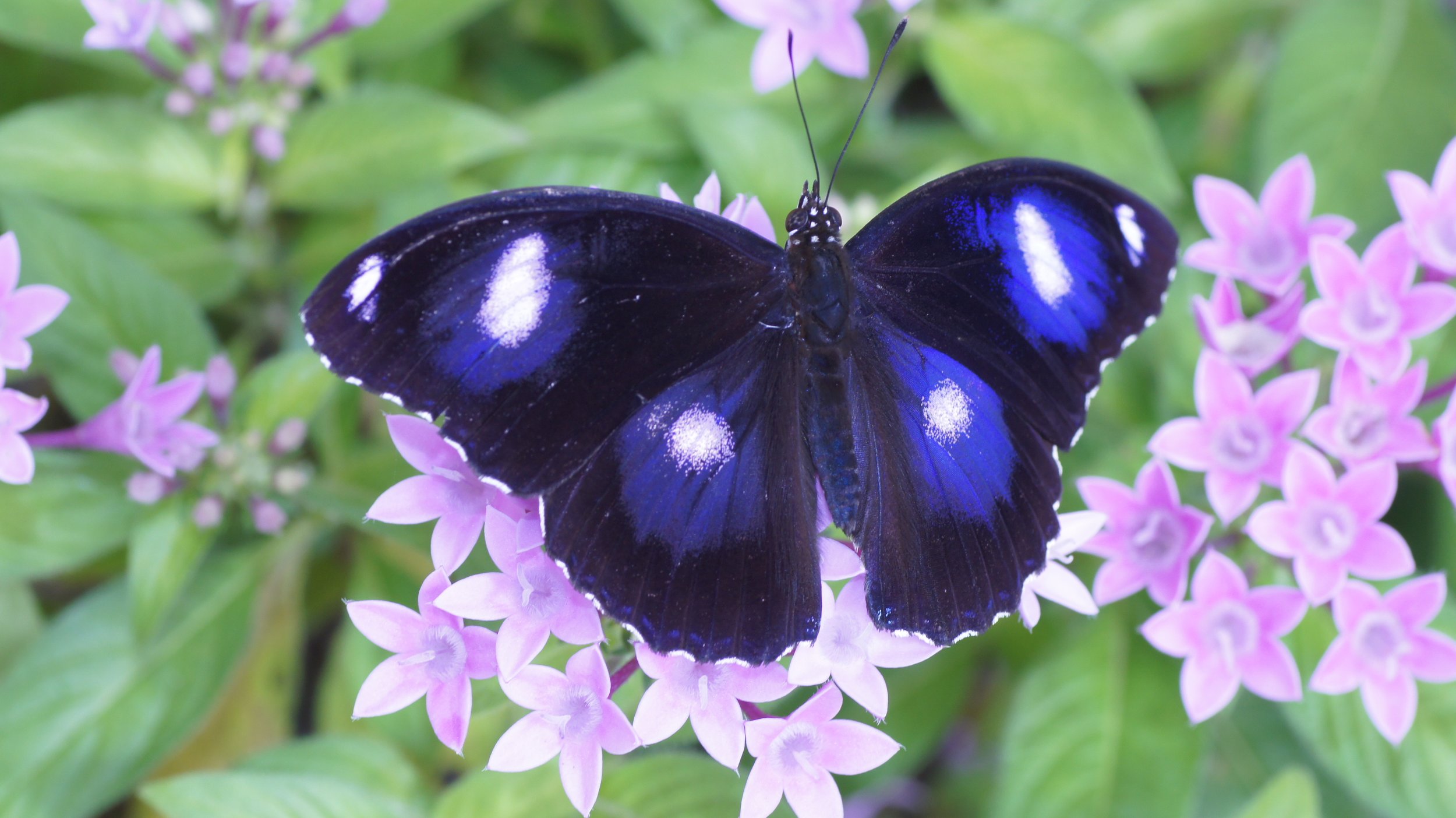 Eggfly caterpillar earns right to keep munching