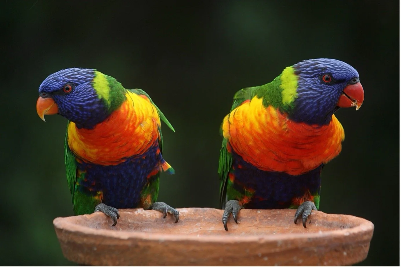 How to help native birds in trouble