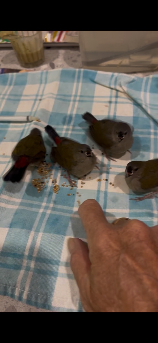 Four-gram finches rescued &amp; set for release after nest fall
