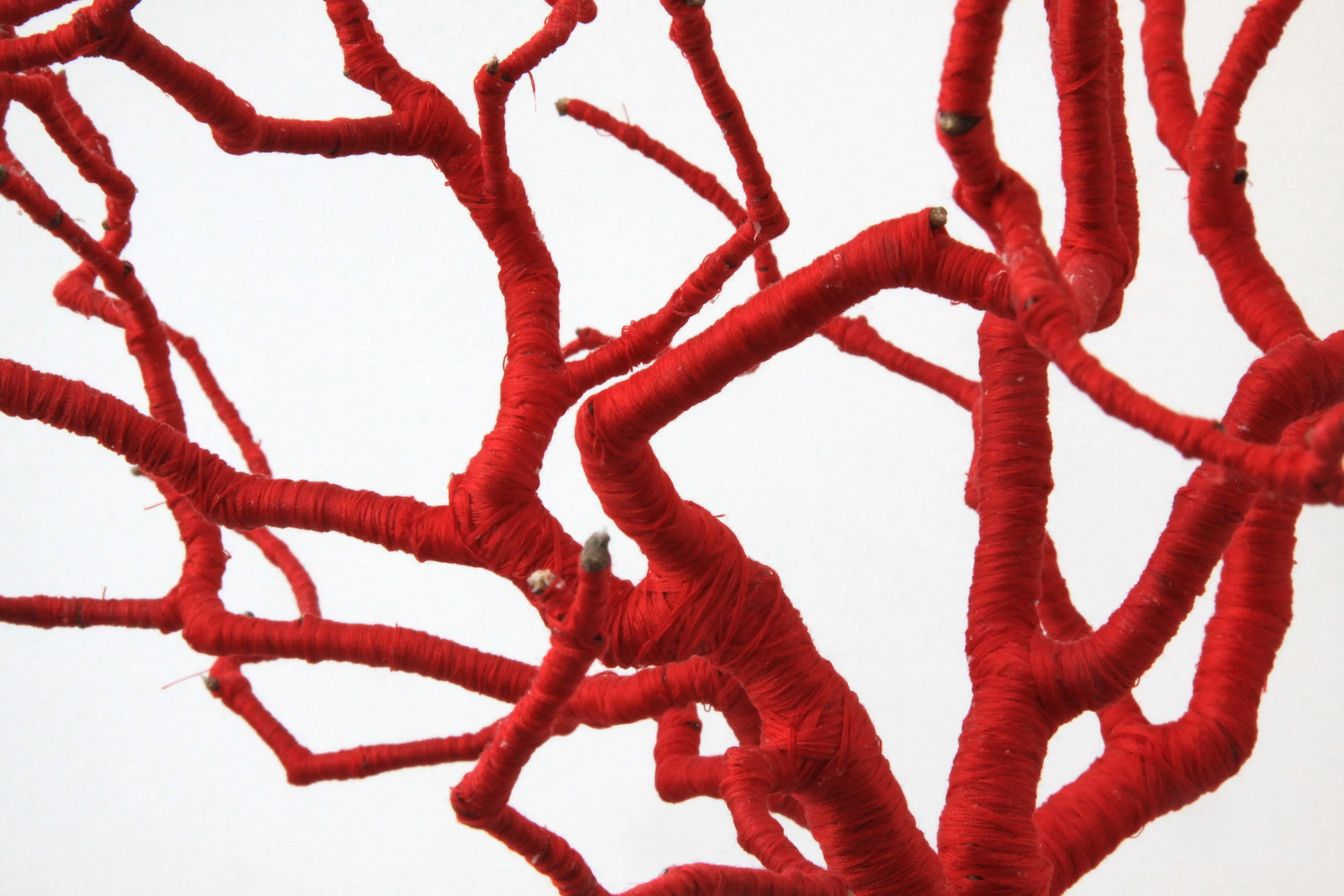 tree branch covered in silk thread (detail)