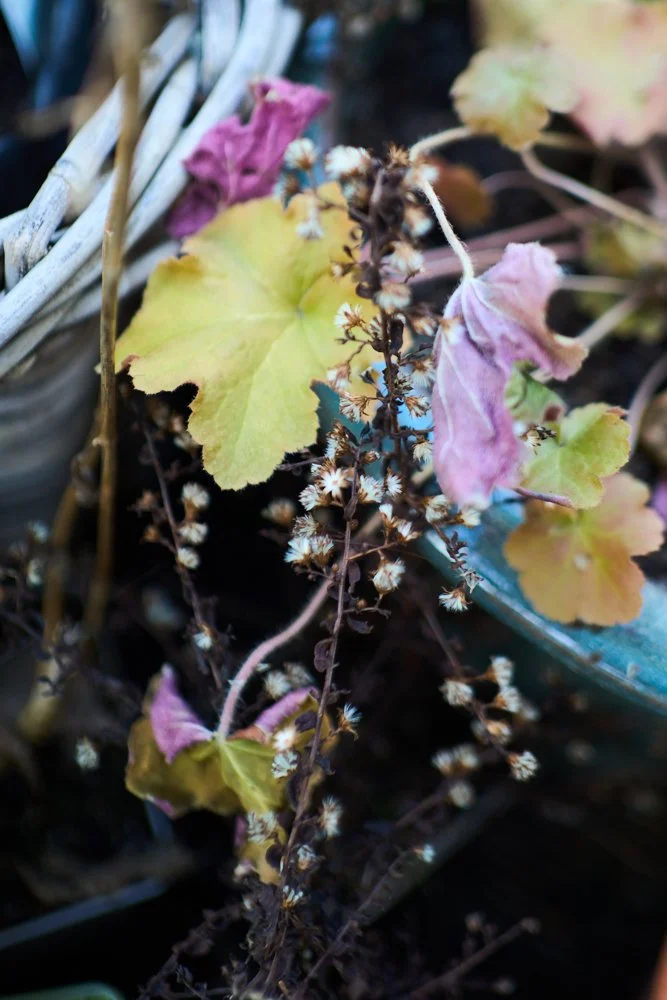 Balcony Feb8 2026_Small_by Sebastian ConradDSC00143.jpg