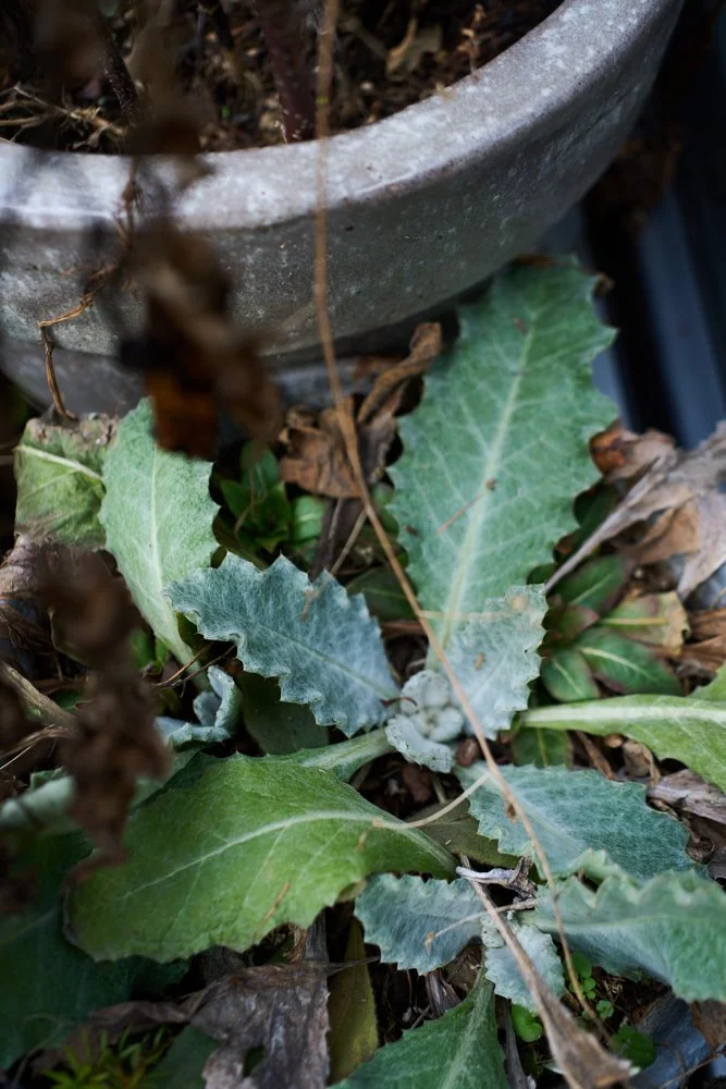 Balcony Feb8 2026_Small_by Sebastian ConradDSC00112.jpg