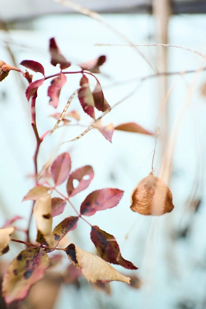 Balcony Feb8 2026_Small_by Sebastian ConradDSC00124.jpg